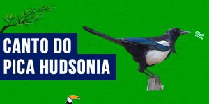 canto do pica hudsonia