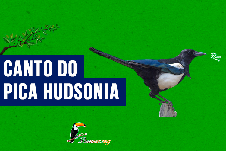 canto do pica hudsonia