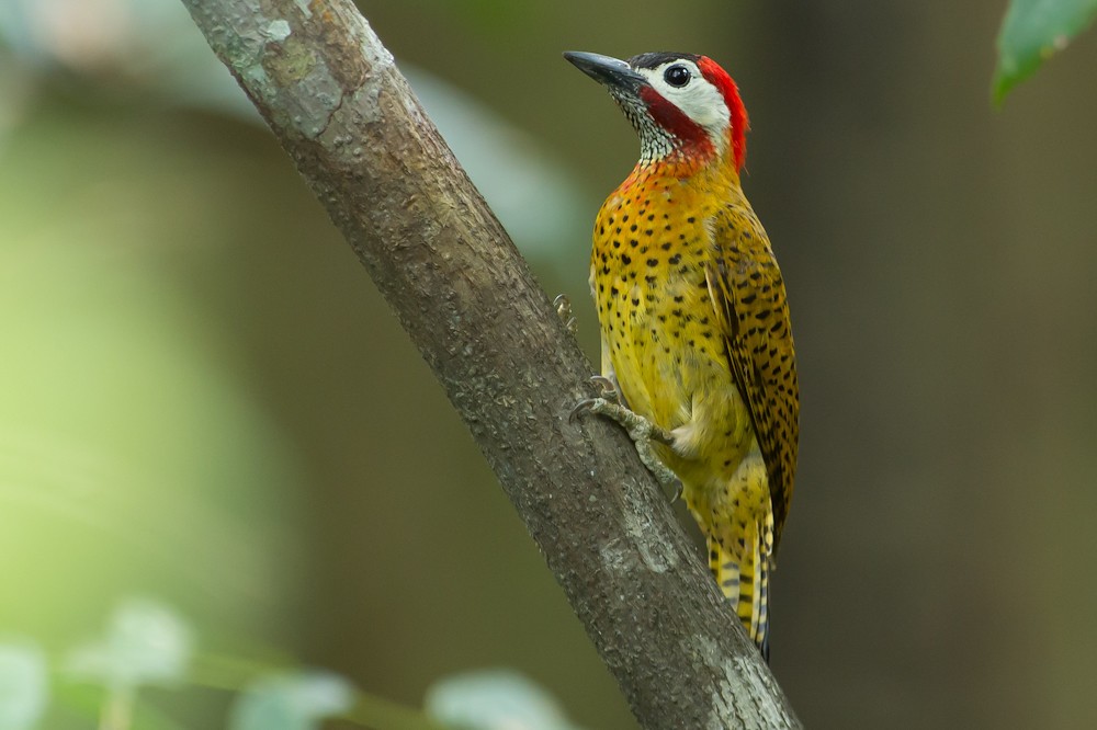 canto do pica-pau-de-peito-pontilhado