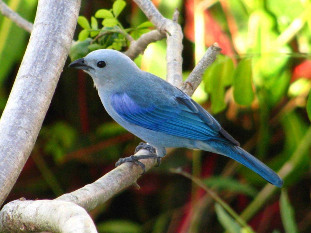 canto do sanhacu-azul