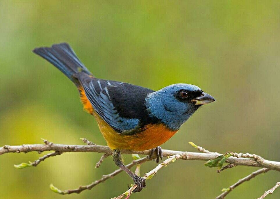 canto do sanhacu-papa-laranja