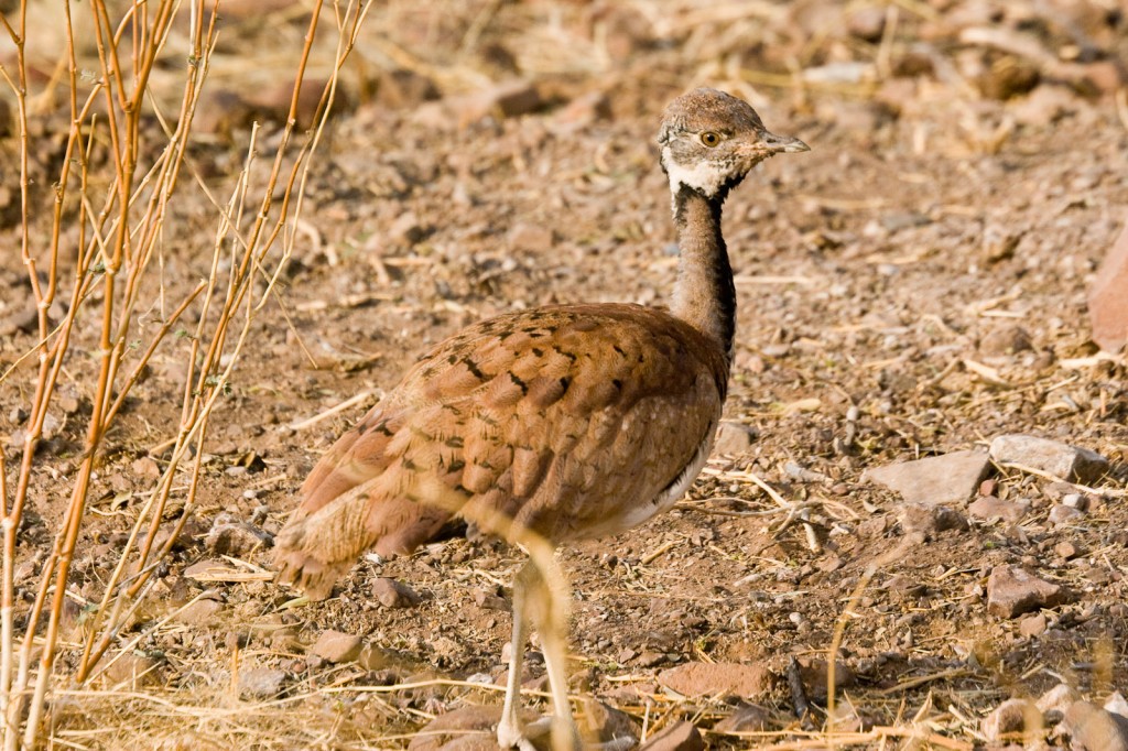 canto do sisao do karoo