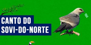 canto do sovi-do-norte