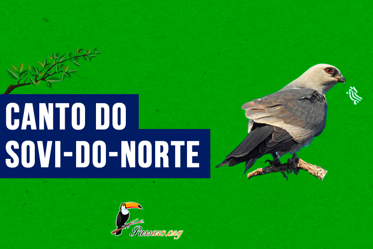 canto do sovi-do-norte