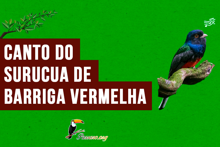 canto do surucua-de-barriga-vermelha