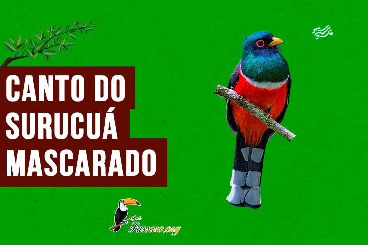 canto do surucua-mascarado