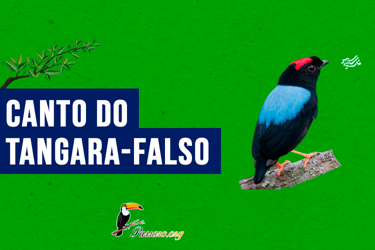 canto do tangara-falso