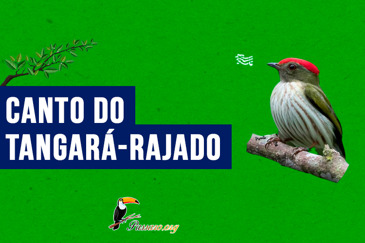 canto do tangara-rajado