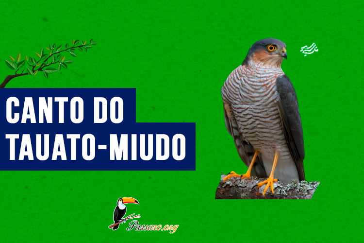 canto do tauato-miudo