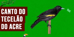 canto do tecelao-do-acre