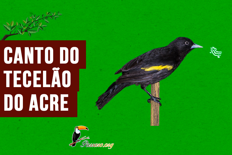 canto do tecelao-do-acre