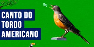 canto do tordo-americano