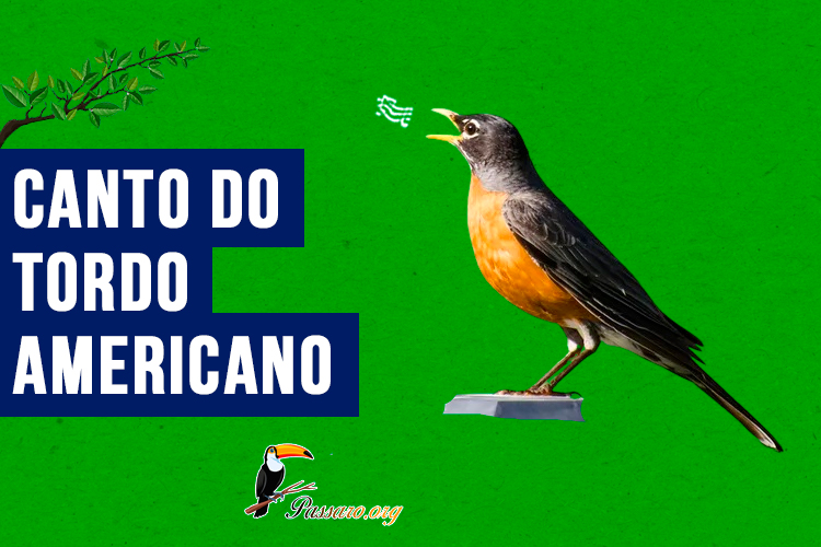 canto do tordo-americano