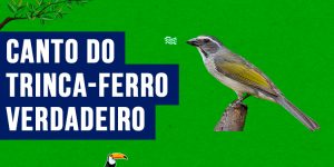 canto do trinca-ferro-verdadeiro