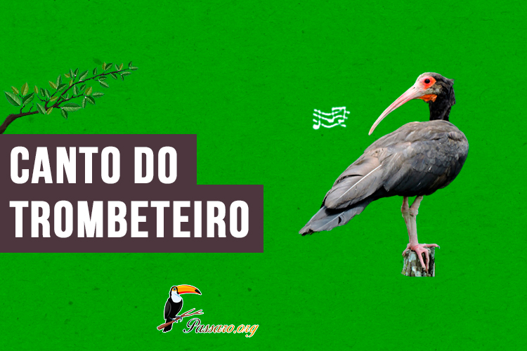 canto do trombeteiro