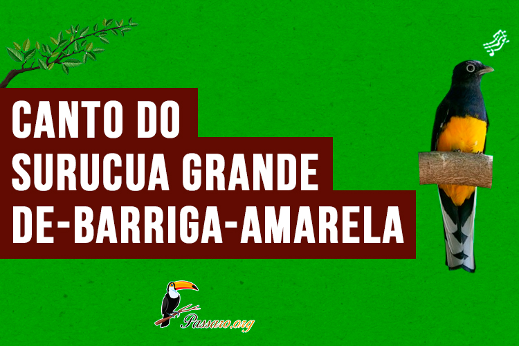 canto surucua-grande-de-barriga-amarela