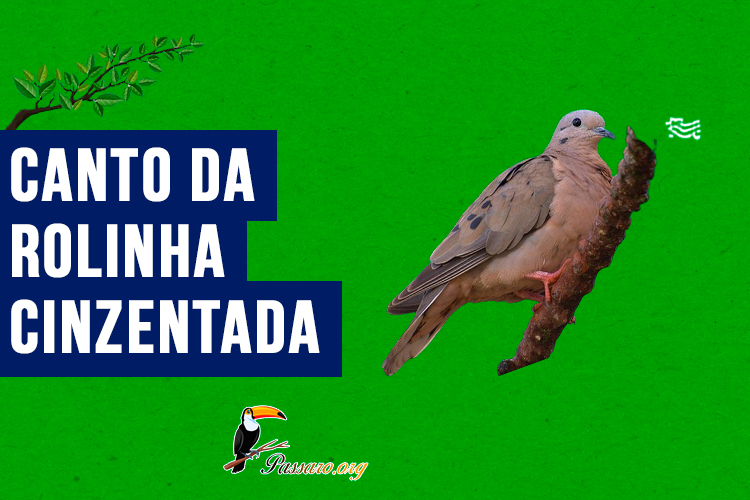 canto_da_rolinha-cinzentada