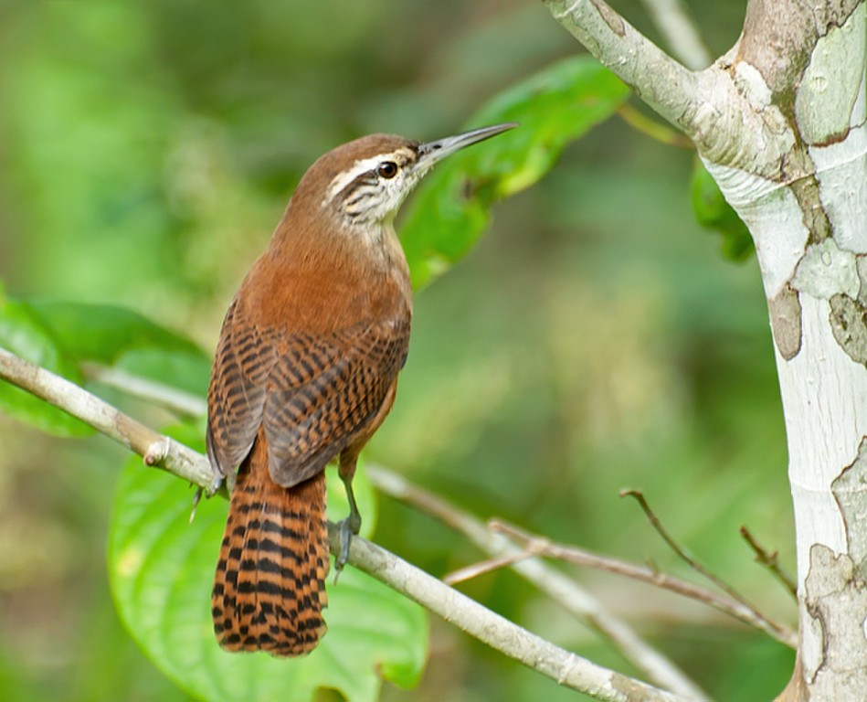 canto da garrinchao-de-barriga-vermelha