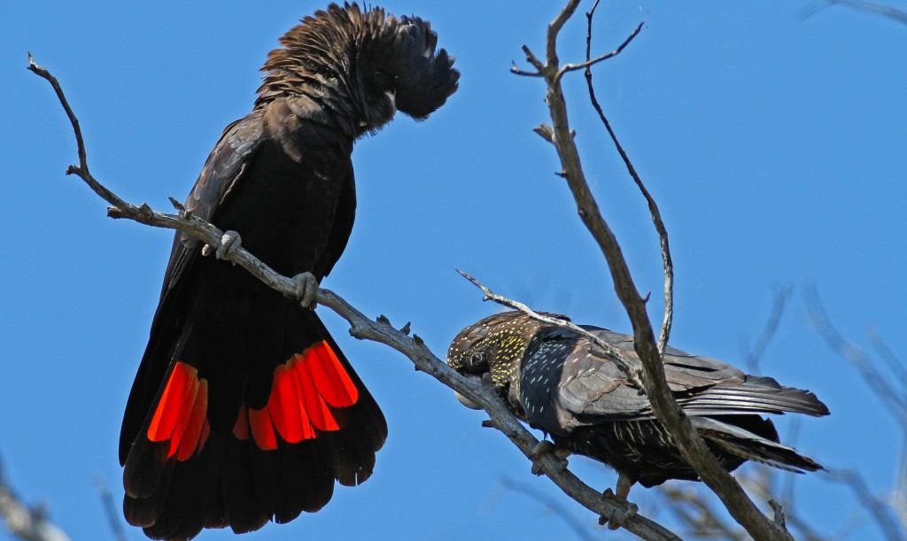 caractericistas da cacatua-negra-de-cauda-vermelha