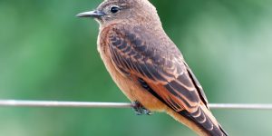 caracteristicas da Gibao-de-couro