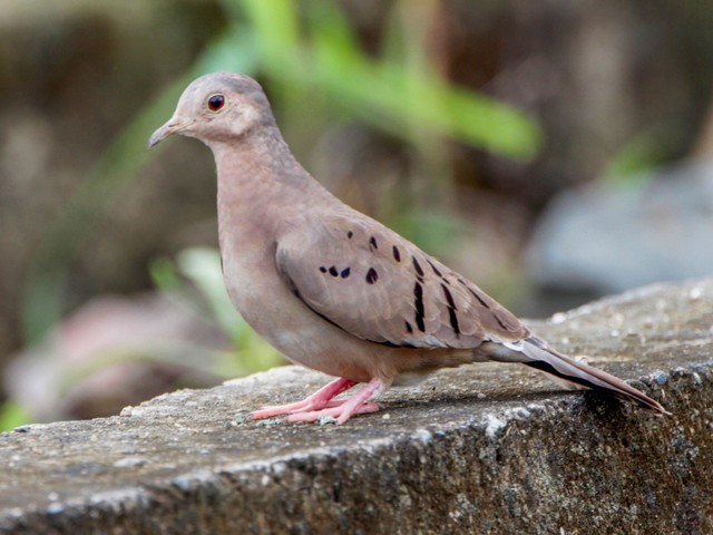 caracteristicas da Rolinha-de-asa-canela