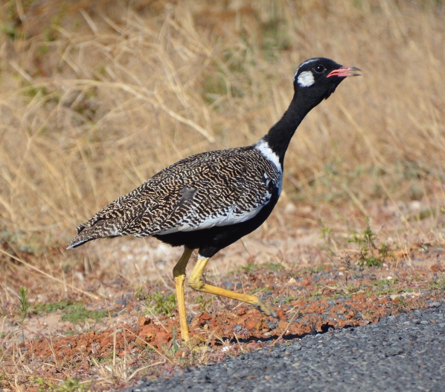 caracteristicas da abetarda-de-asa-preta