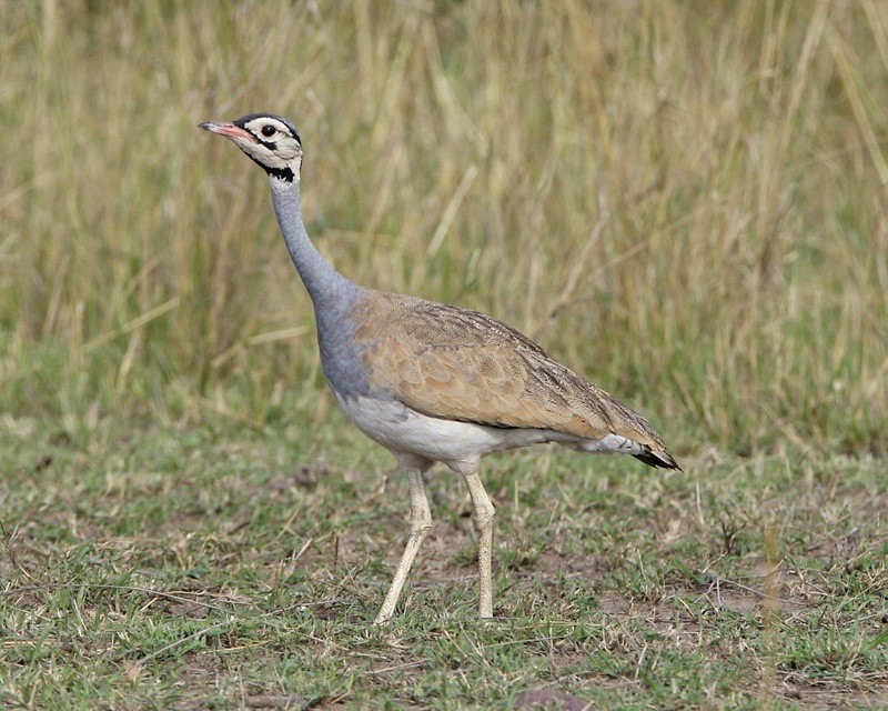 caracteristicas da abetarda-de-barriga-branca