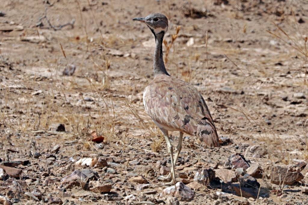 caracteristicas da abetarda de ruppell