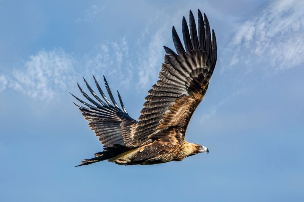 características da aguia-audaz