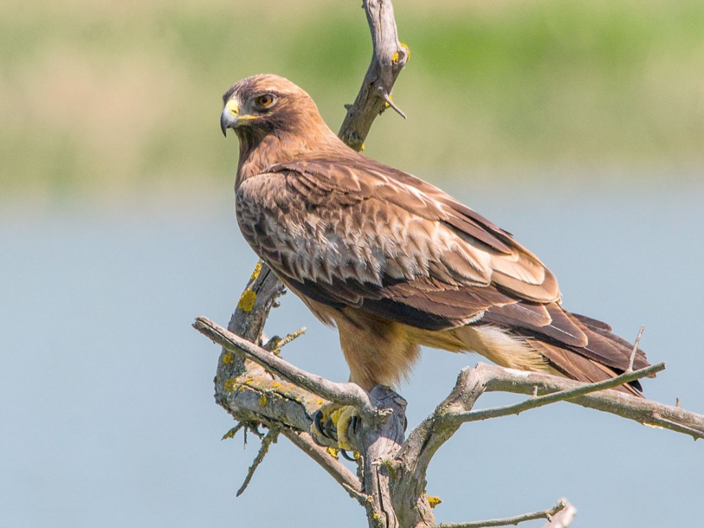 caracteristicas da aguia-calcada