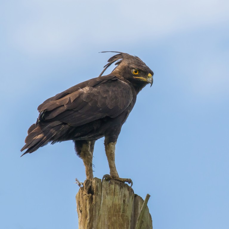 caracteristicas da aguia-de-poupa