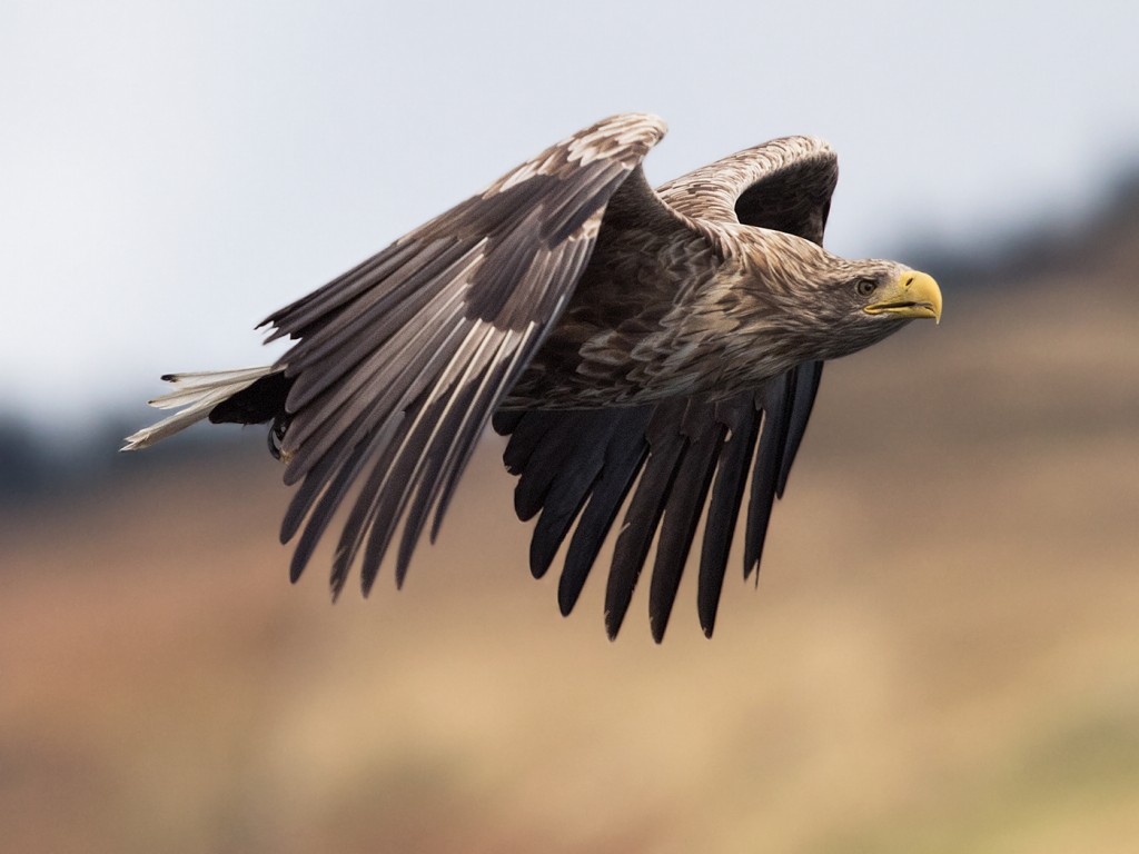 caracteristicas da aguia-rabalva