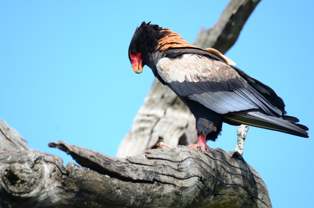 caracteristicas da aguia-sem-rabo