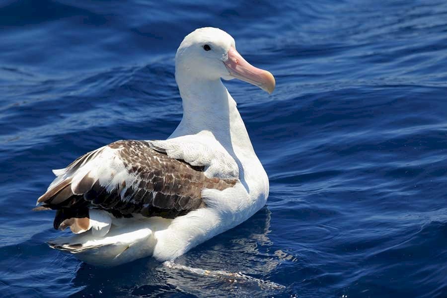 características da albatroz-errante