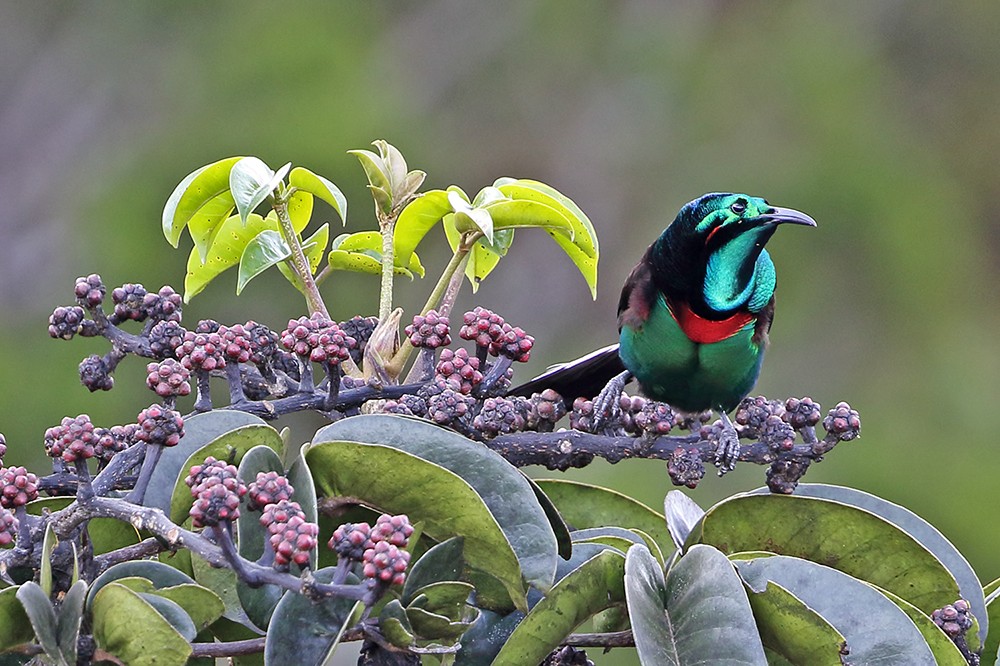 características da astrapia-esplendida