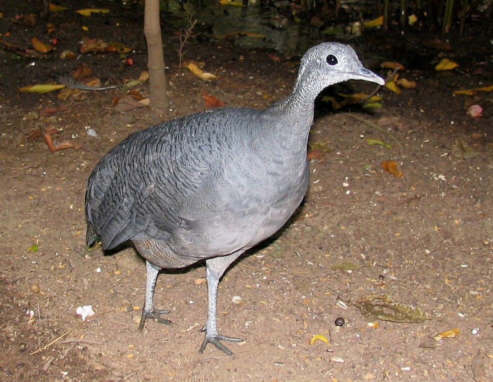 caracteristicas da azulona