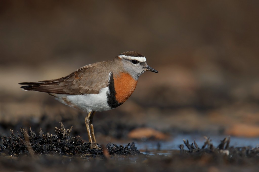 caracteristicas da batuira-de-peito-tijolo