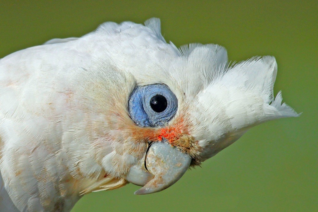 características da cacatua corella