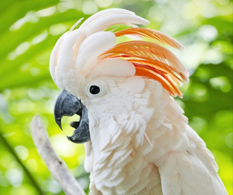 características da cacatua-das-molucas