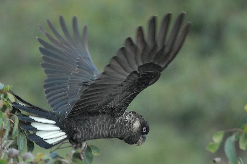 características da cacatua preta de baudin