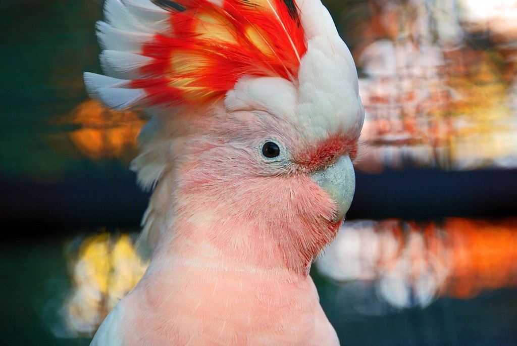 características da cacatua-rosa