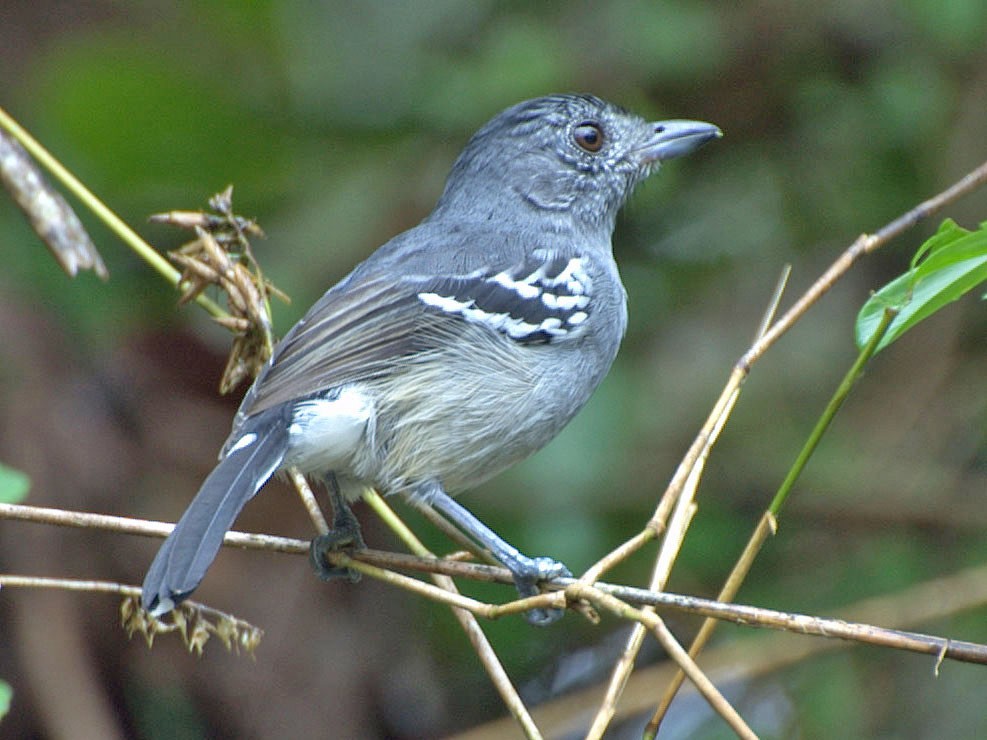 características da choca-bate-cabo