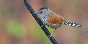 caracteristicas da choca-de-asa-vermelha