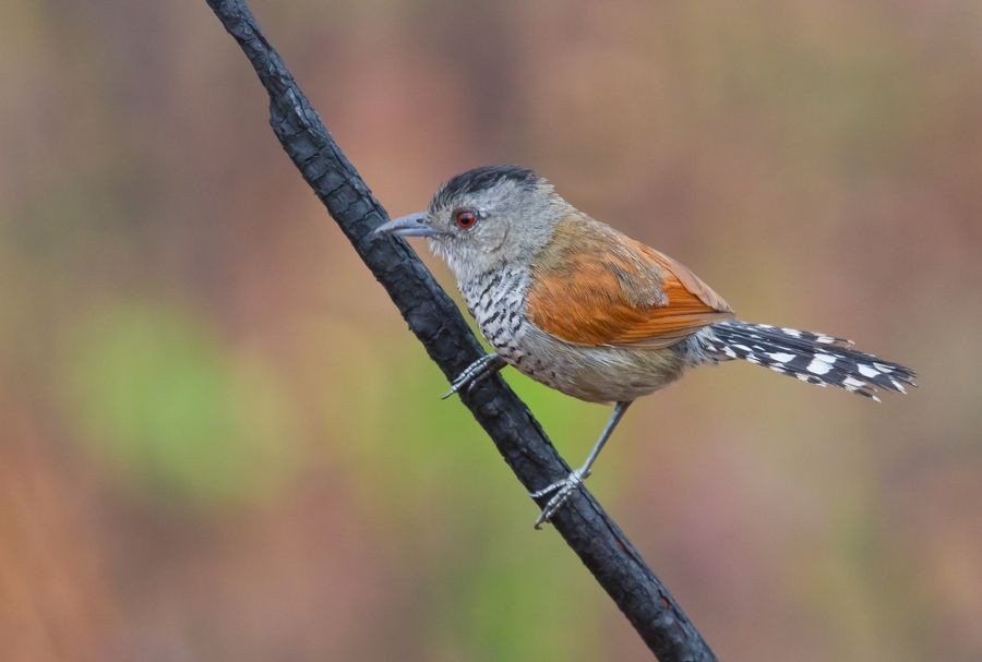 caracteristicas da choca-de-asa-vermelha