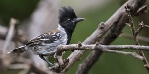 caracteristicas da choca-de-crista-preta