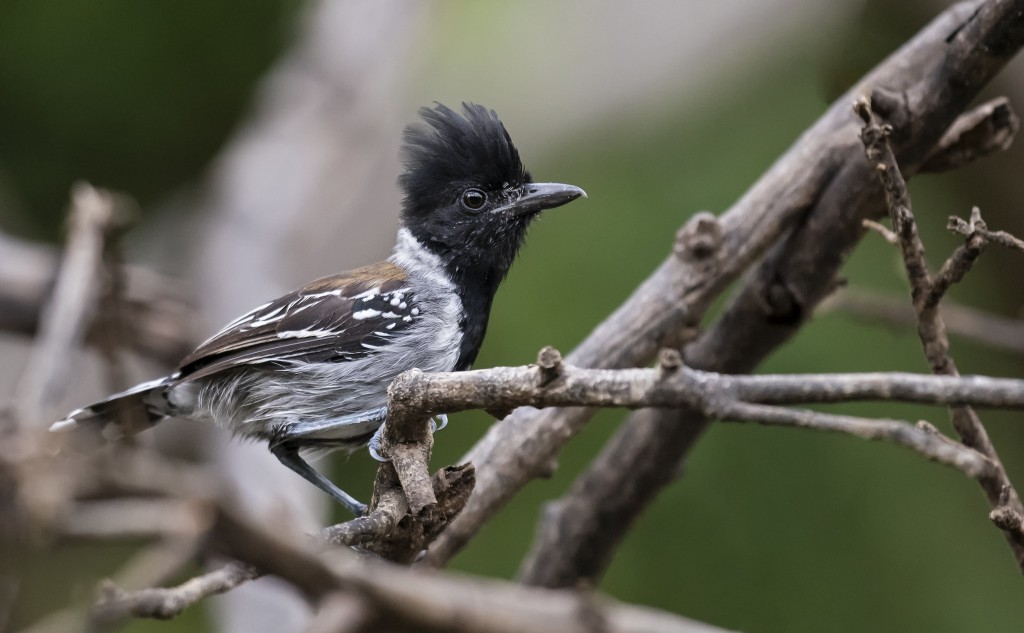 caracteristicas da choca-de-crista-preta