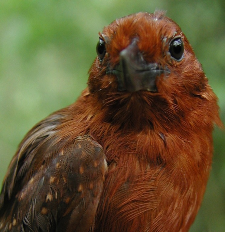 caracteristicas da choca-de-garganta-preta