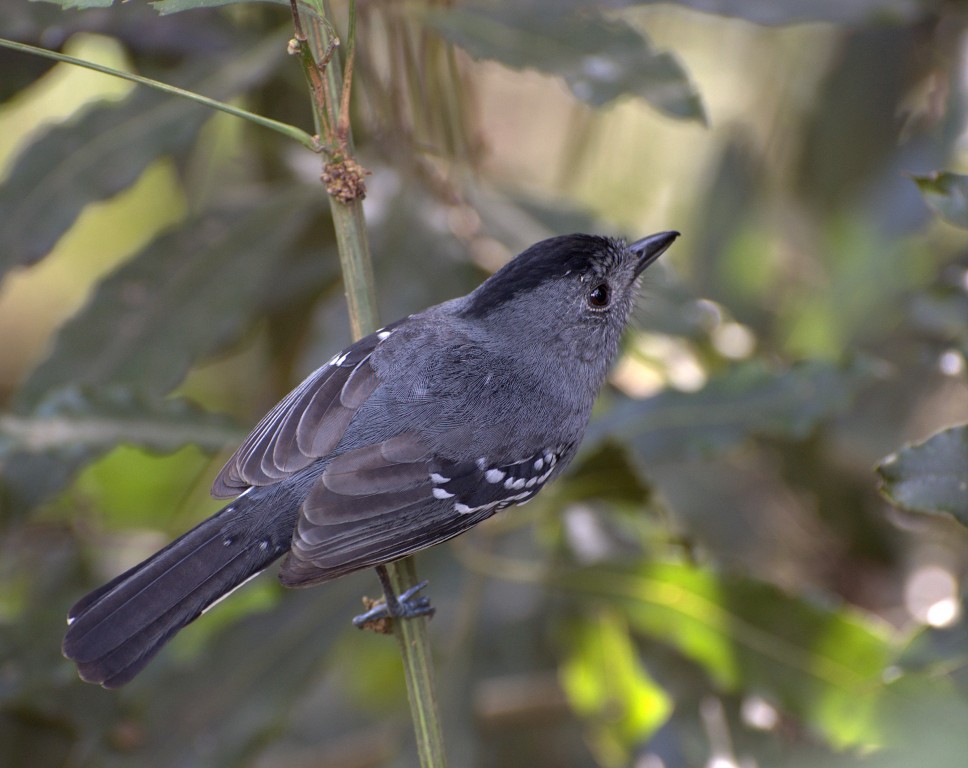 caracteristicas da choca-de-roraima