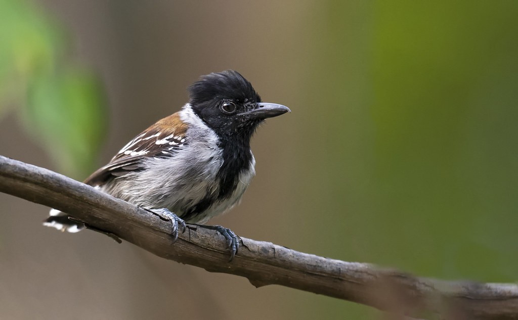 caracteristicas da choca-do-acre