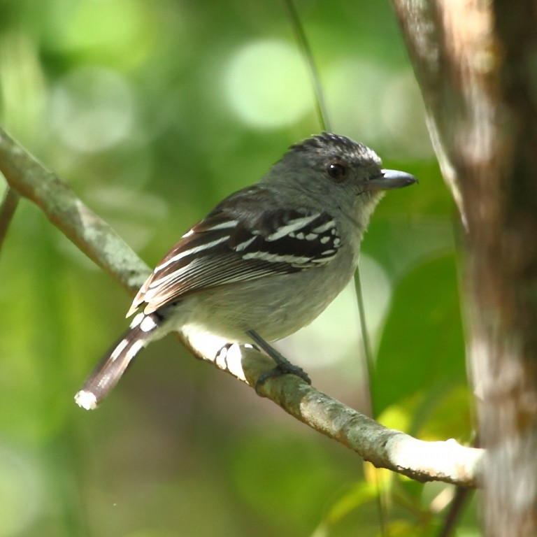 caracteristicas da choca-do-planalto